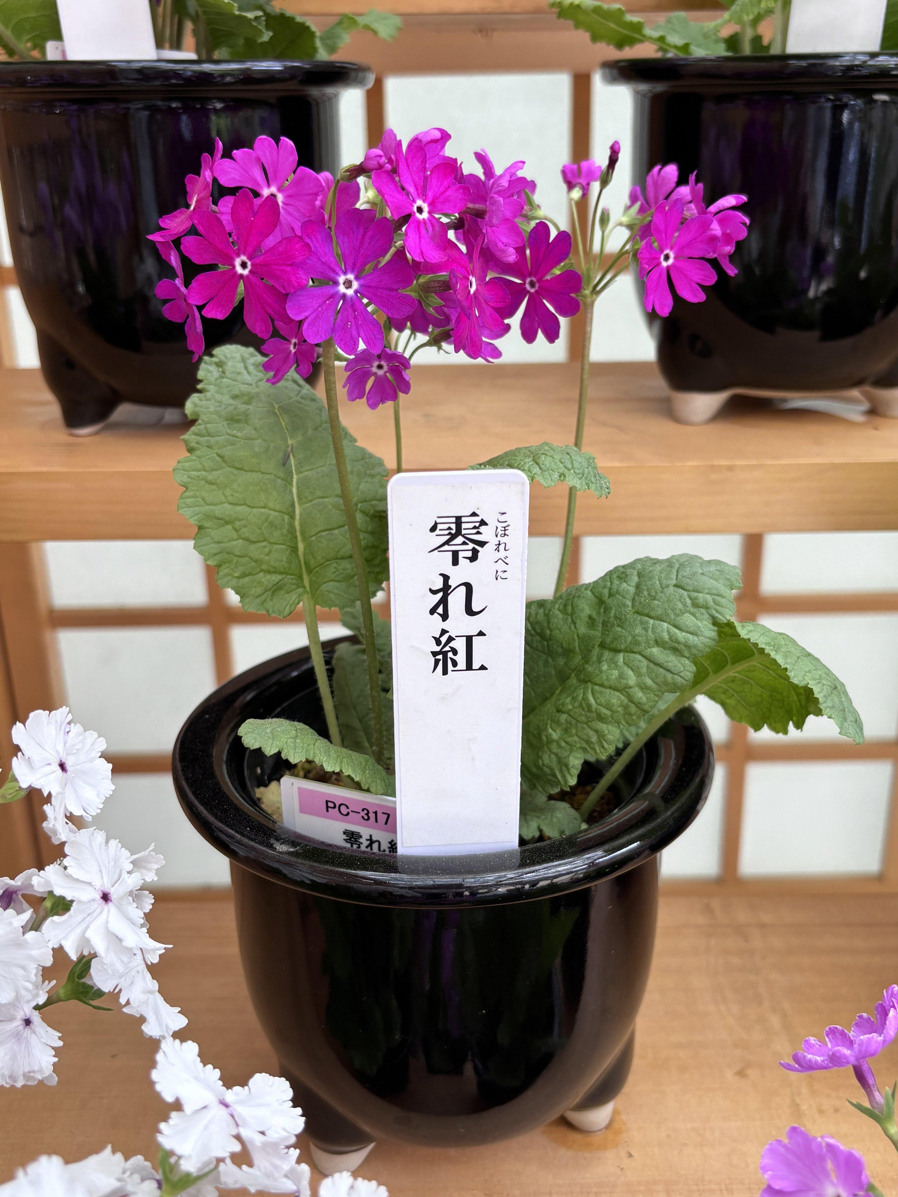 🌳 국립과학박물관 쓰쿠바실험식물원 이미지 8